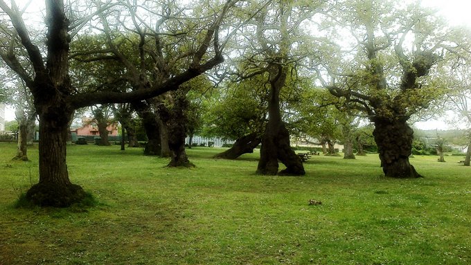 Monumento Natural de la Carbayeda del Tragamón